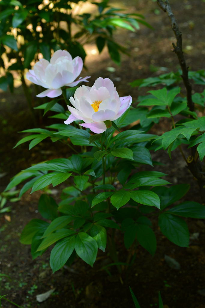 初　夏-3