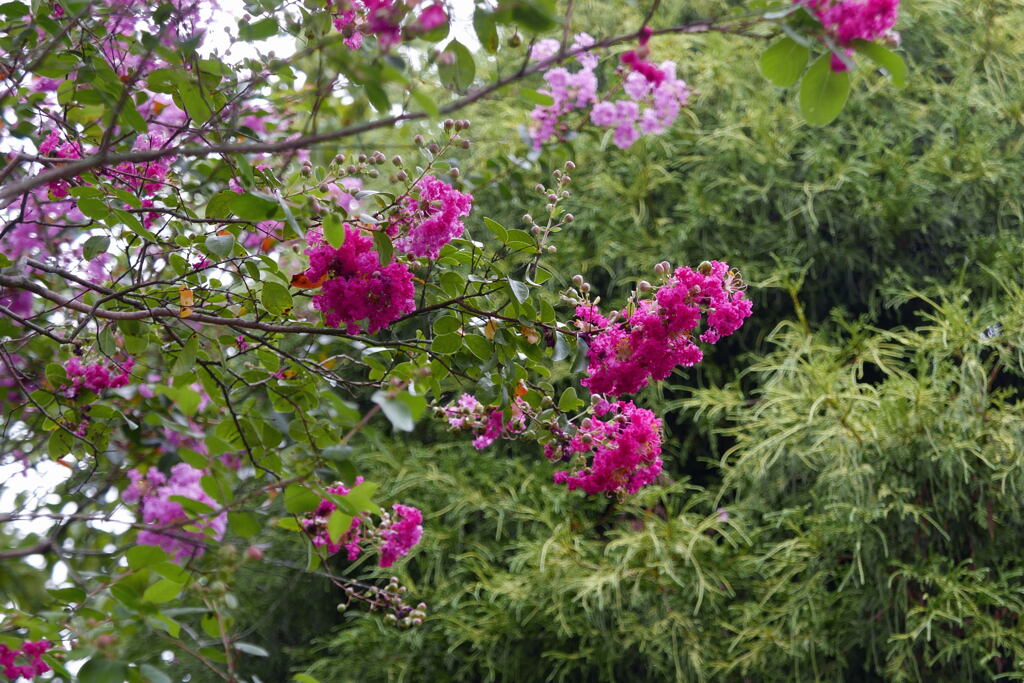 花は終わりを告げています ー2