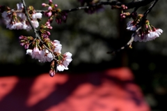 密蔵院のさくらー２