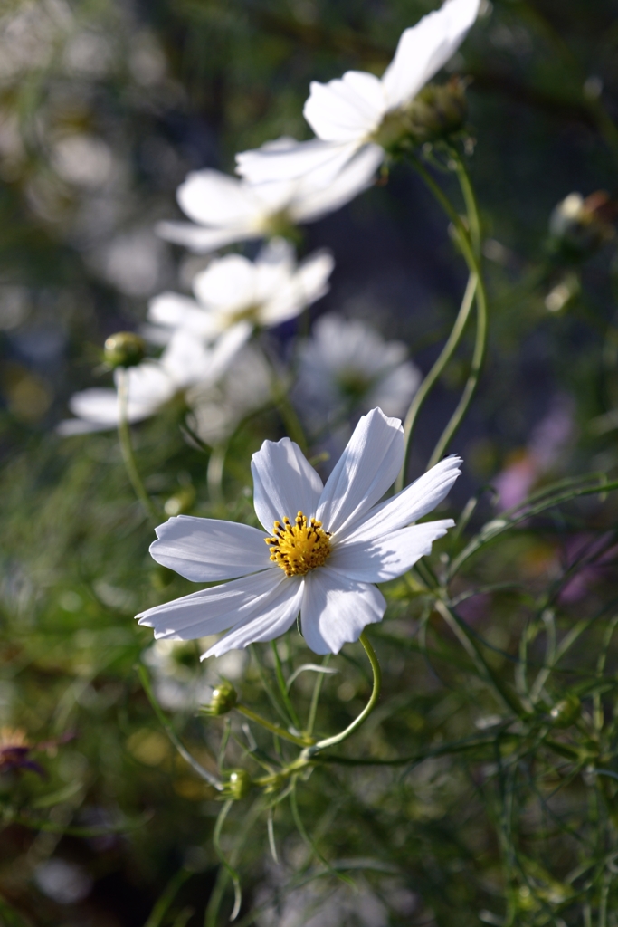 花の あかりー1