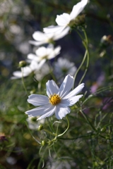 花の あかりー1