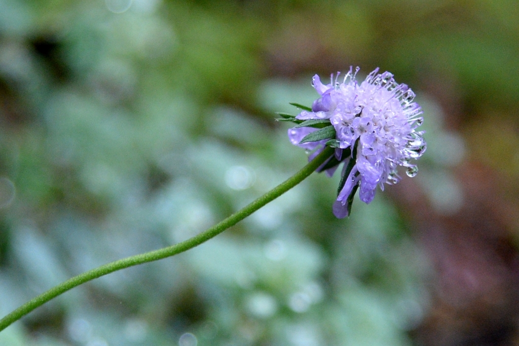 那須　沼ﾂ原湿原でー７