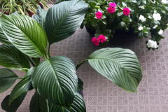  花も葉も皆 元気 ―1