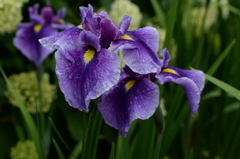 染谷の菖蒲ー２