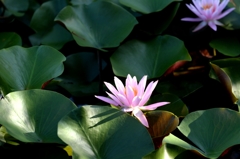 見沼自然の池でー4