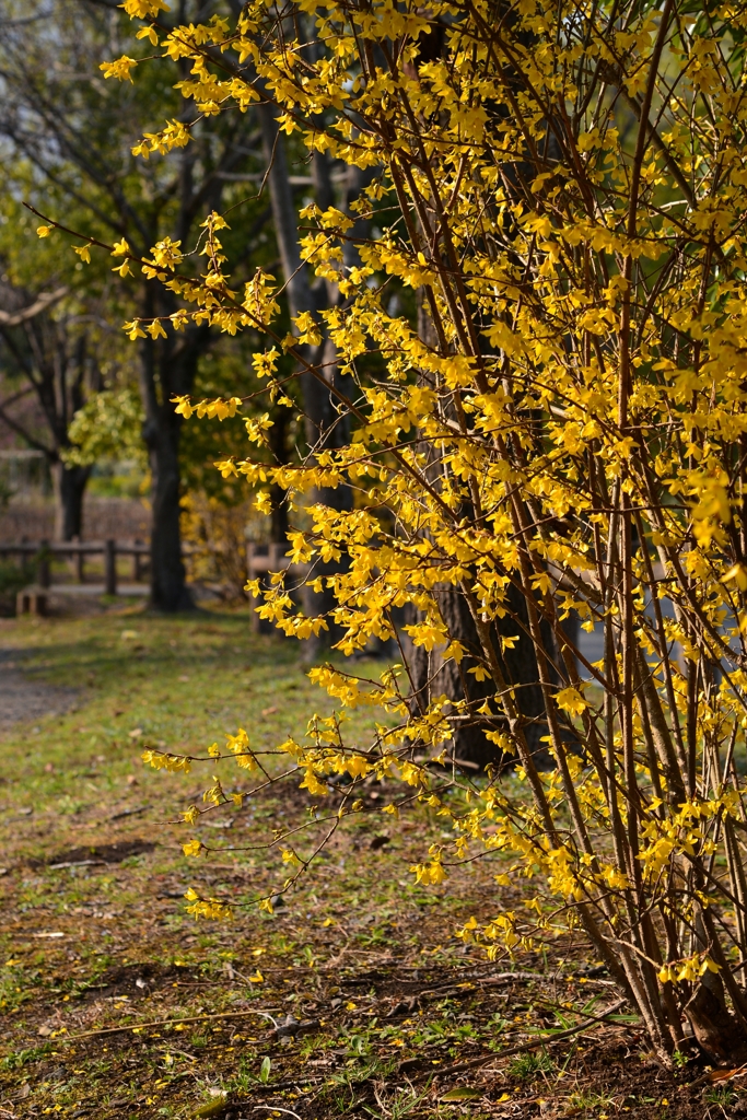 春が来た見沼ー2