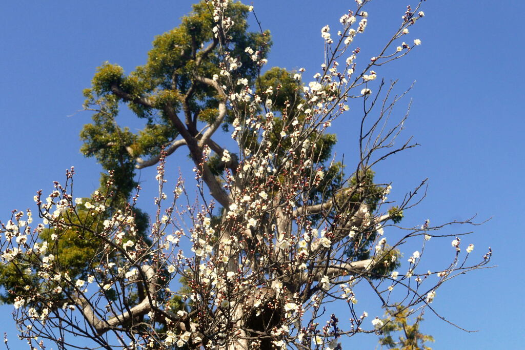 梅 咲き直ぐに大寒が ー1
