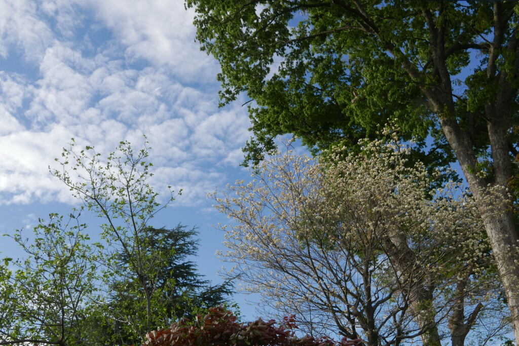  春の 木々と空 ー2