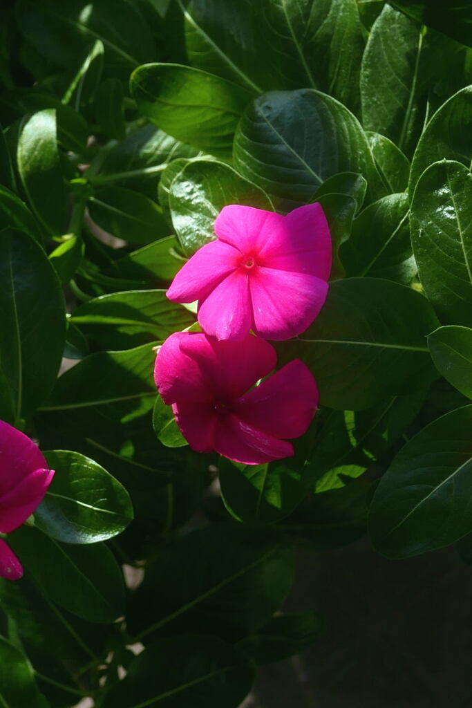  ベランダ  の花―2