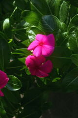  ベランダ  の花―2