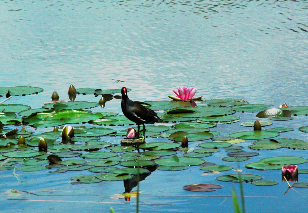  見沼自然公園 で ―2