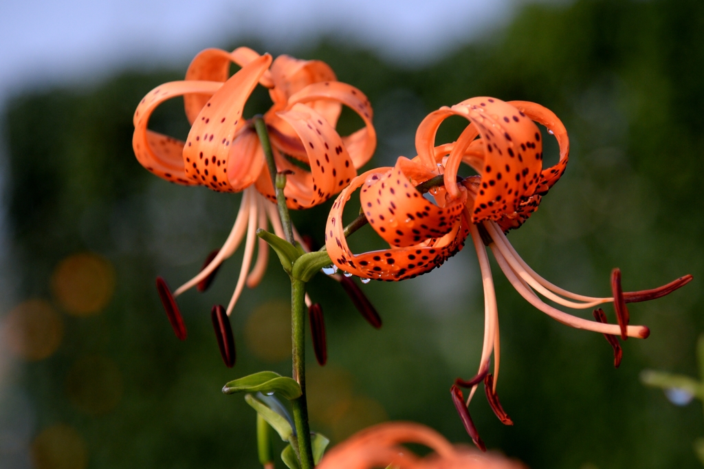 雨上がりの朝ー6