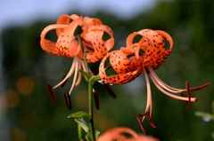 雨上がりの朝ー6