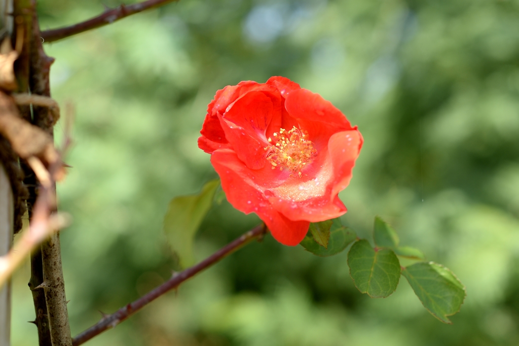 過ぎし「秋の光」-A