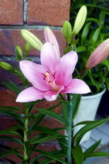  ご近所の花 ―1