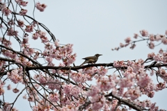 春が来たー2