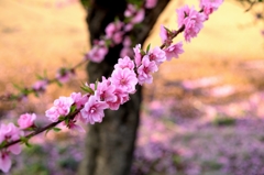 花の移ろい‐桃