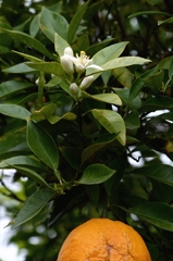 立てば芍薬・夏蜜柑ー3