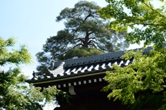 想い出の新緑-1