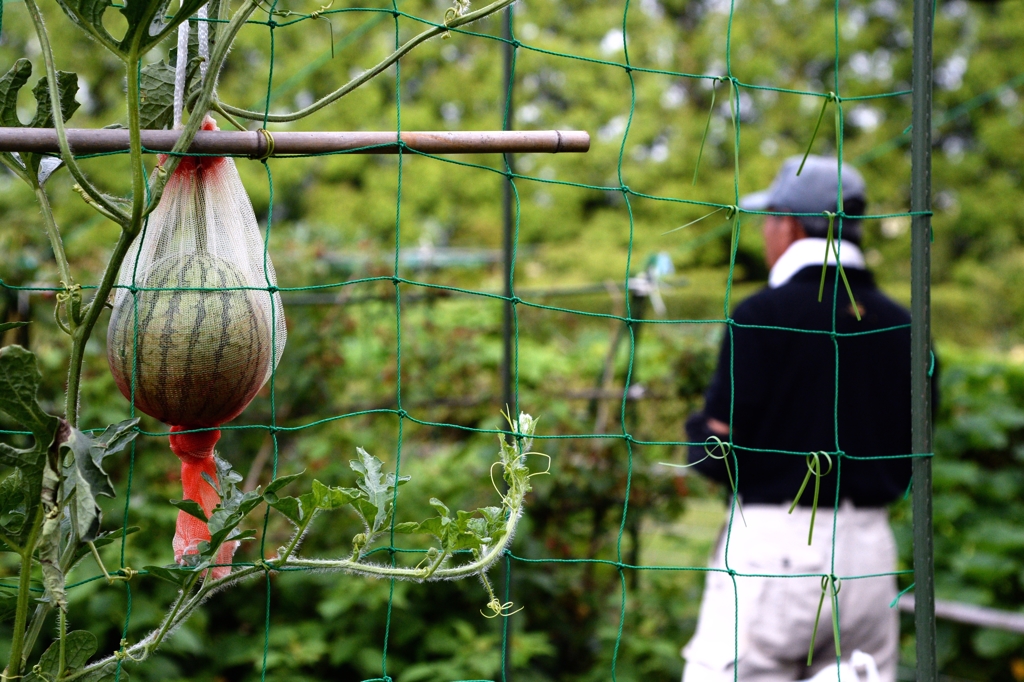 市民菜園ー1