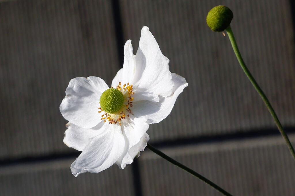   ご近所の 花 ー1