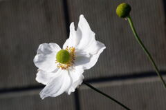   ご近所の 花 ー1