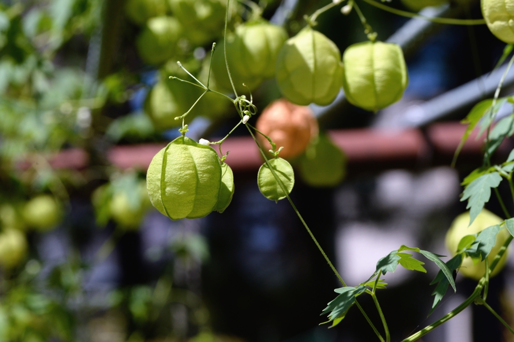 八月の薬用植物園で