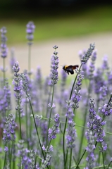 六月の想い出ー4