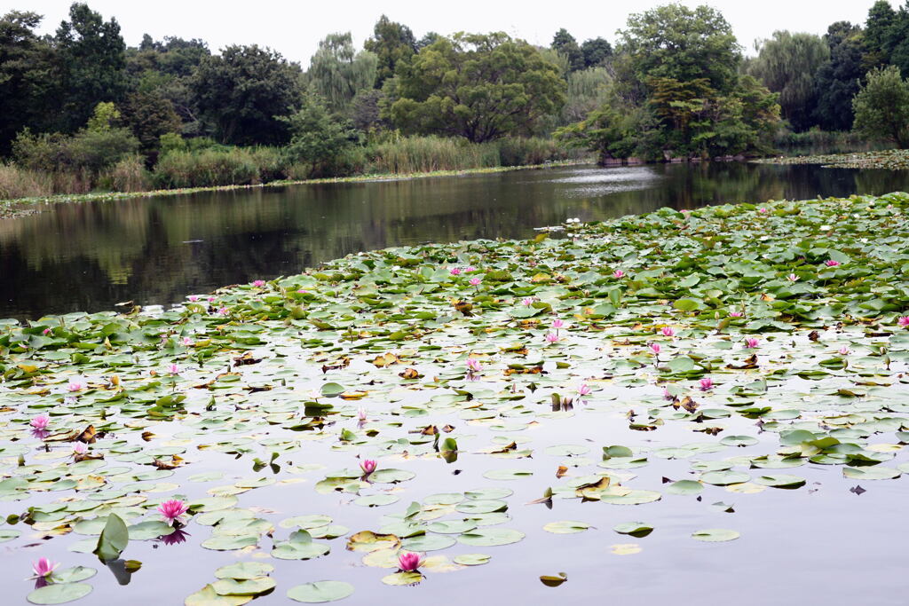 九月の自然公園－1