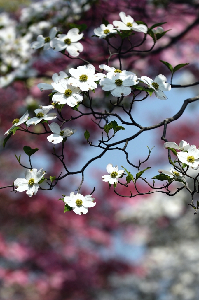 ハナミズキー２