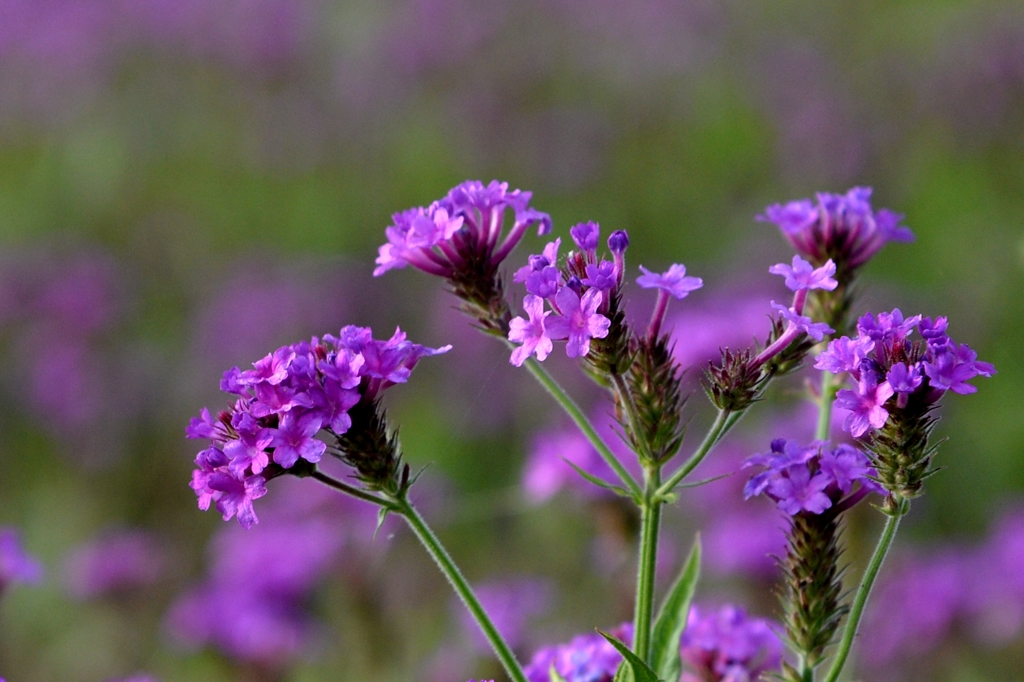 梅雨時の原で-3