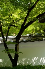 新緑の永観堂（京都）－2