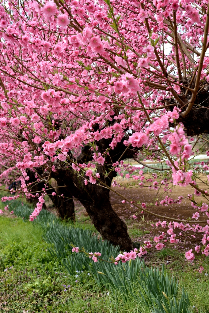 サクラの前にーモモ