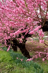 サクラの前にーモモ