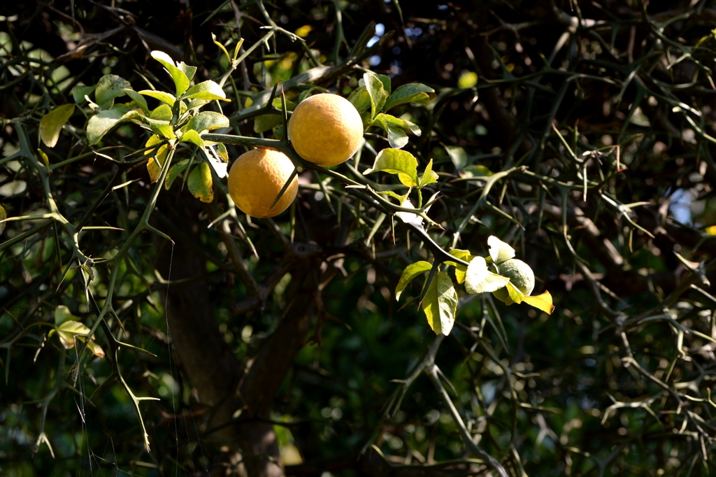 カラタチの実（薬用稙物）