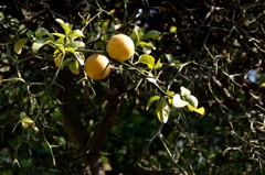 カラタチの実（薬用稙物）