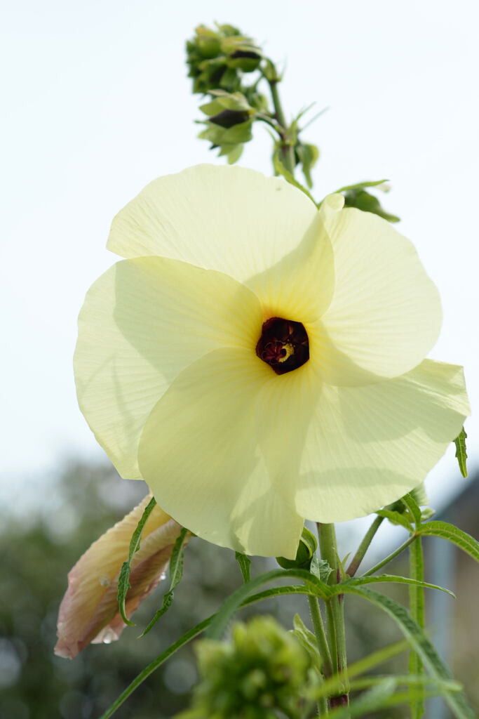 とろり 食べれる花 ―2