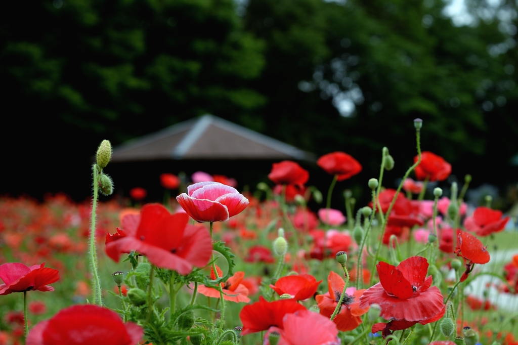 目立ちますかー3