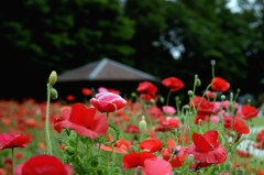 目立ちますかー3