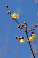 近くの花ー2