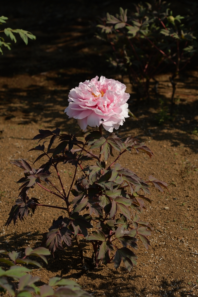 ひそやかに咲く　－1