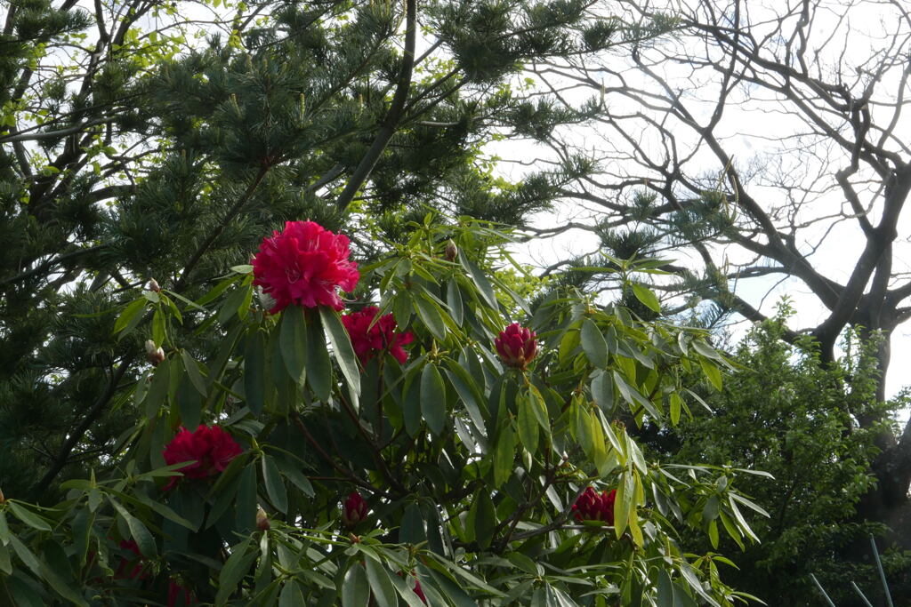 石 楠 花 ―2
