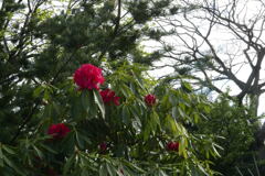 石 楠 花 ―2