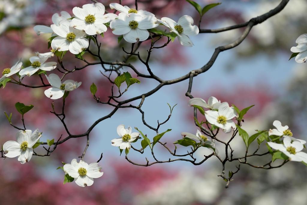 ハナミズキー１