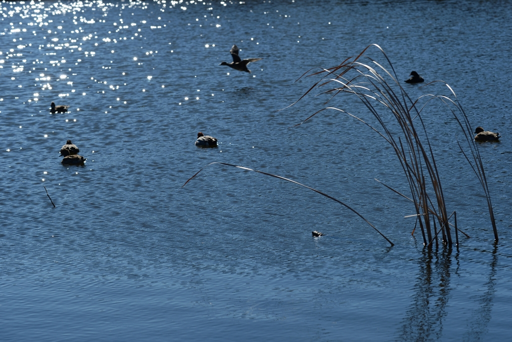 春へのきざしー2