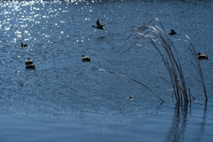 春へのきざしー2