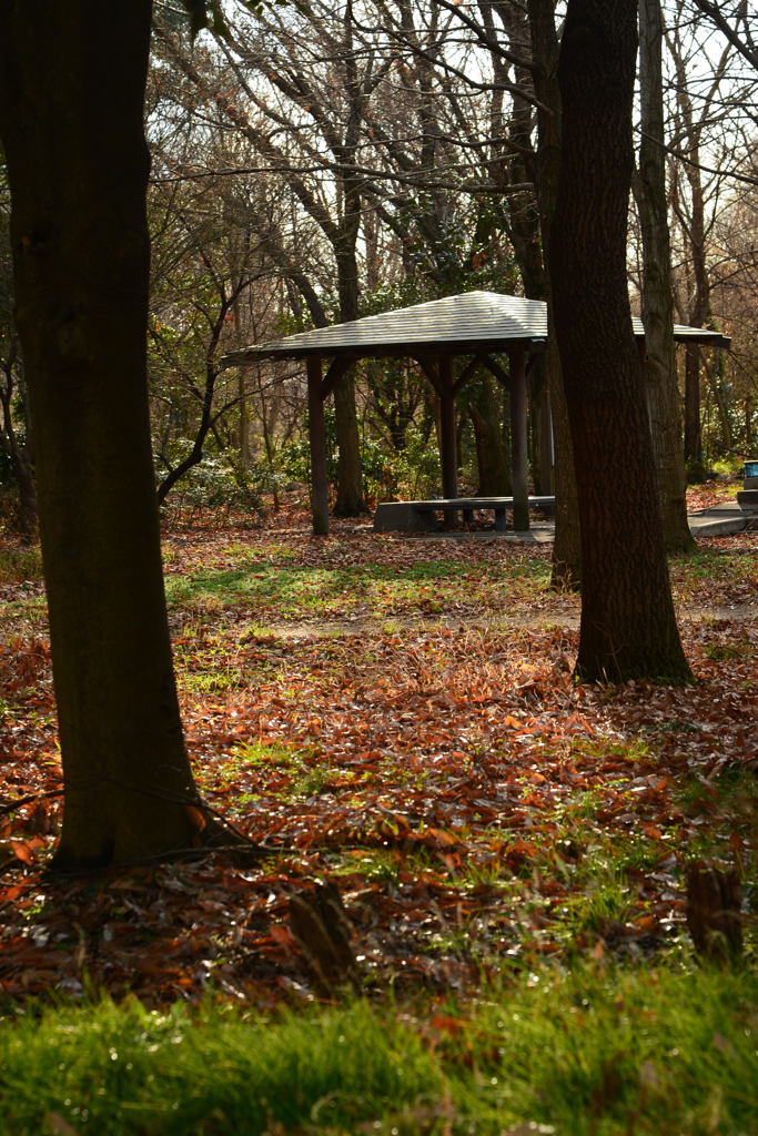 冬の自然公園ー1