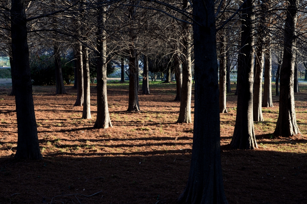 師走の公園でーa