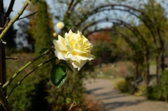 過ぎし「秋の光」-C