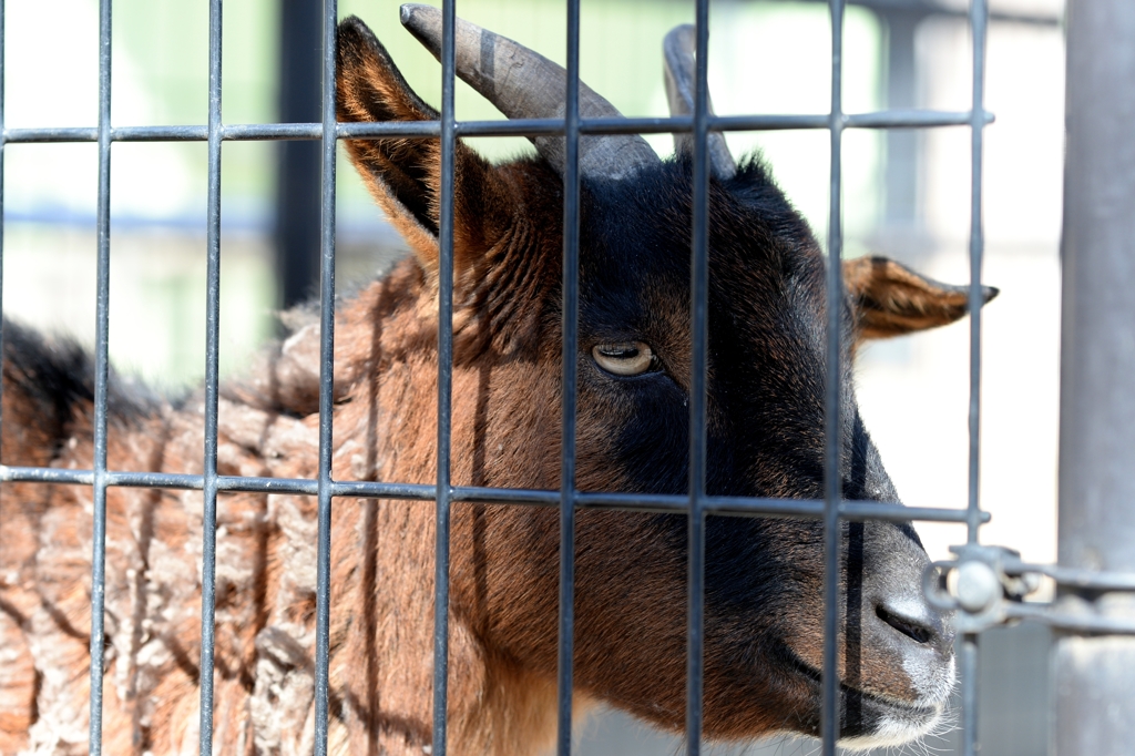 囚われの身ー２